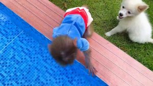 Baby monkey Bon Bon playing in the pool with puppy and eating fruits
