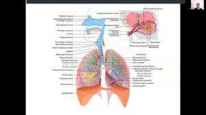 Дыхательная система Анатомия и физиология кратко | Реабилиолог Павел Артемьев