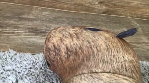 СЕРИАЛ БЛОП ТОП. 6 СЕРИЯ 1 СЕЗОН