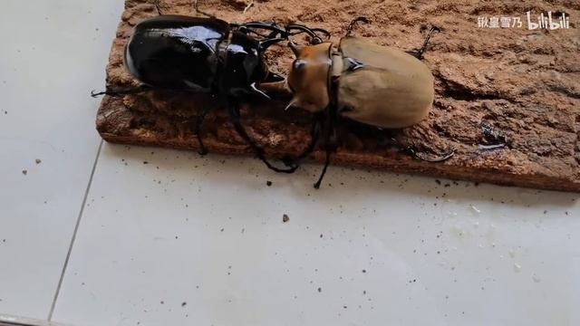 Megasoma elephas vs Megasoma mars смотреть онлайн