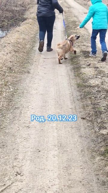 Беня ищет семью! Кашира МО #вдобрыеруки #впоискедома #puppy #щенокищетдом