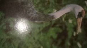 Чёрный ворон(Незаметно исчезает всё добро, что было с нами(наброски)