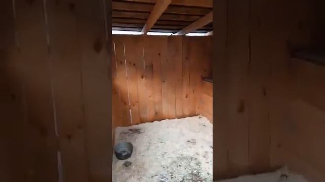 Бездомный пес обрел дом смотреть онлайн