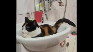 Утро котэ
