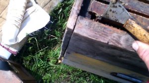 снимаем вторые корпуса,прополис