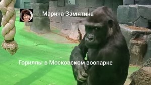 Гориллы в Московском зоопарке.