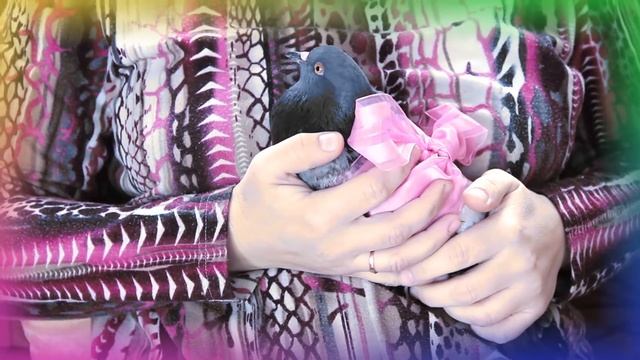 "Укрощение гультерьера" смотреть онлайн