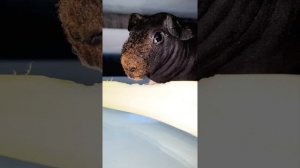 Guinea pig лысая морская свинка редкая порода всем советую