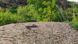 🐍 Удивительная встреча с БОЛЬШИМ желтобрюхом или 🐍 Как узнать, что ЗМЕЯ ЖИВАЯ 🐍