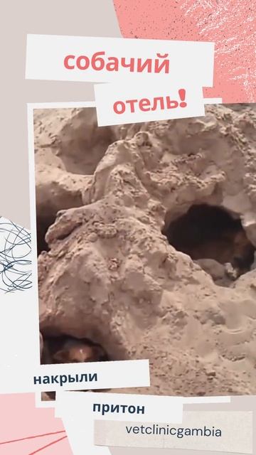 Накрыли собачий отель в Гамбии/ветклиника в Гамбии