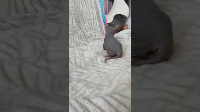 Кошечка канадских сфинксов 🌸
