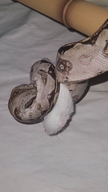 ⚠️Warning Live Feeding⚠️ Columbian Red Tail Boa Feeding