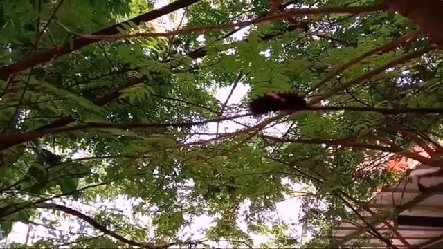 life cycle of butterfly (southern bird wing beautiful butterfly) смотреть онлайн