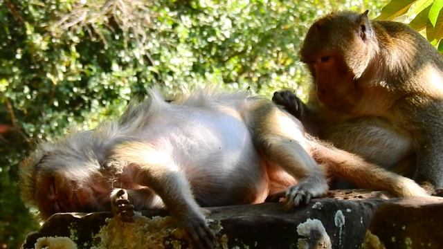 Big Thanks To Old Monkey Felix,Come To Look after Tima Working Hard In Labor#How Monkey Cry смотреть онлайн