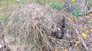 Встреча на грибалке. Гадюка обыкновенная (меланист)