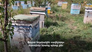 «Չաշխատողներին կդատապարտեն մահվան»․ մեղուների քաղցր կյանքի գինը։ Տեսաբլոգ Հայաստանից