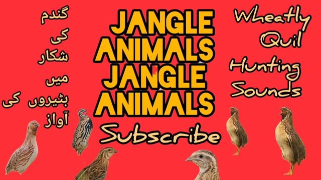 batair ki awaz raat ke liye quail sound night hunting  گندم کی بٹیروں کے لئے رات والی آواز