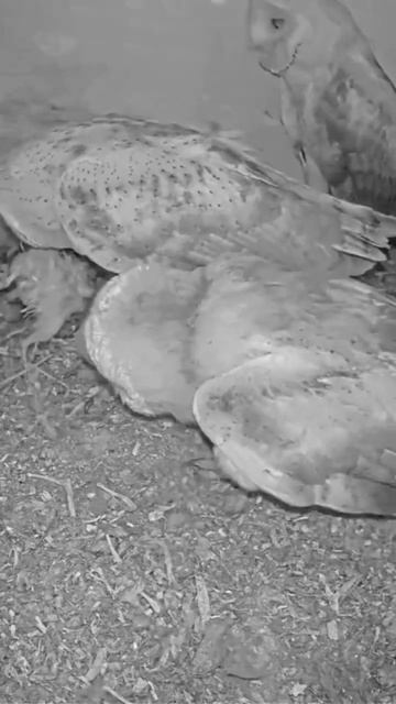 Short: amazing owl fledgling feeds sibling owlet. Owl love смотреть онлайн