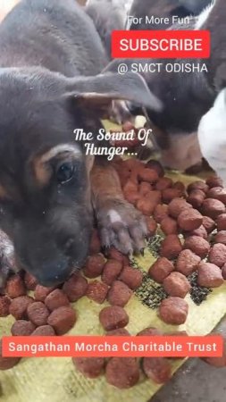 Series 10 - SMCTODISHA - The sound of hunger.. Dog's Video, #shorts #shortsvideo #short