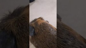 как ухаживать за Морской синкой