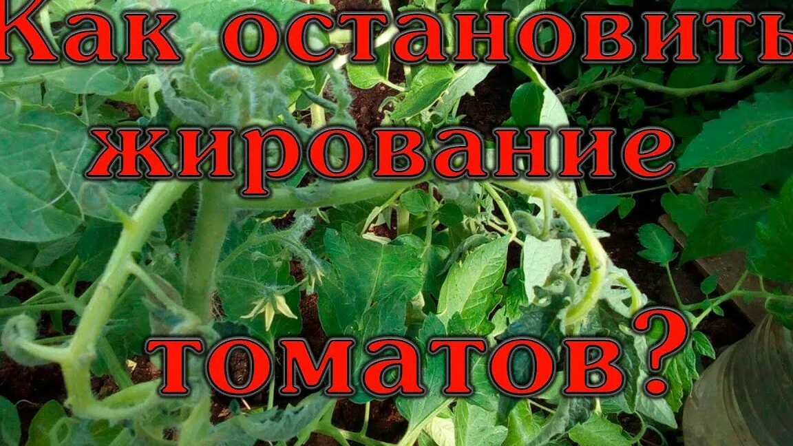 Как устранить ЖИРОВАНИЕ томатов🍅Проверенные приемы