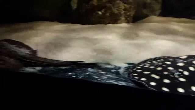 Potamotrygon leopoldi 'Black Diamond' and 'marble' motoro смотреть онлайн