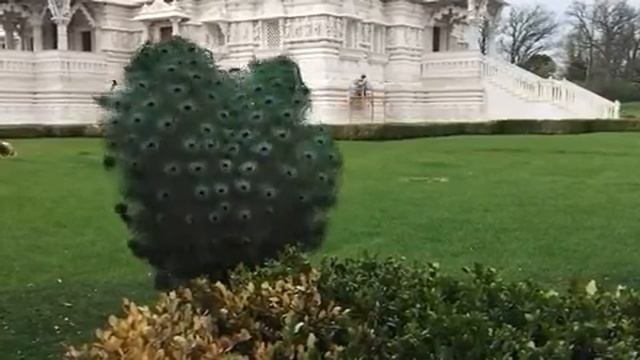 Жар птица танцует смотреть онлайн