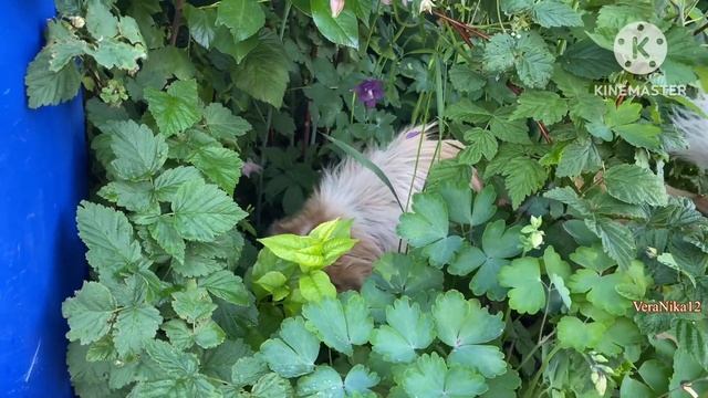 Влог. Выпуск онлайн.Мои тропки между грядок. Заогородная жизнь. Жимолость зреет,собаки едят 8.6.24 смотреть онлайн