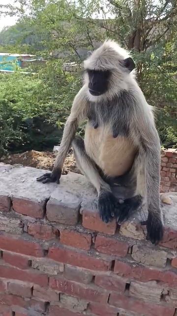 hanuman 🙏❤️#funny #monkey #animals #bandar #jaishreeram #bajrang #bandarmama