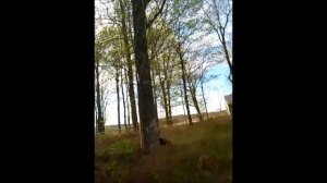 Охота на гуся в Канаде