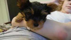Гуччи - щенок йорка крупным планом
