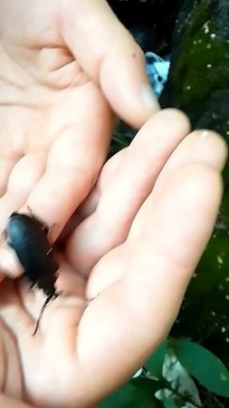 Большой черный жук🪳Big black beetle