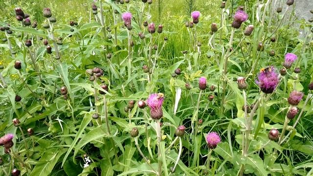 Бодяк. Июнь 2023 смотреть онлайн