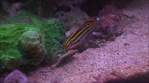 The genus Koumansetta in a reef aquarium