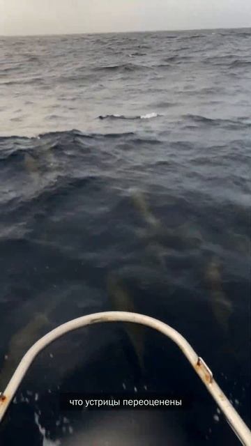 Дельфины против устриц | Яхтинг в Тихом океане #кругосветчики смотреть онлайн