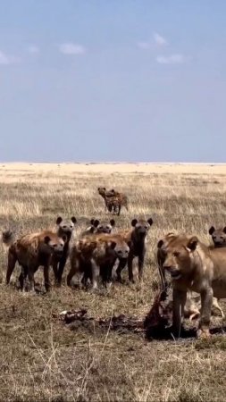 AM THE KING AROUND HERE | LION VS HYENA