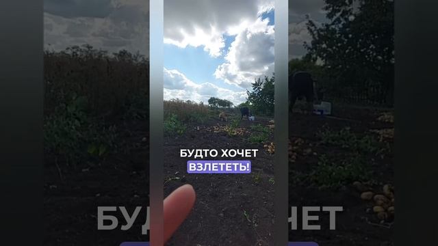 Победа добра над жестокостью! | Евка