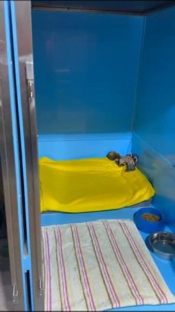 Ласта и Лиза 050225
