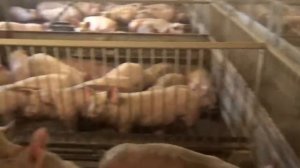 Откорм свиней в Дании