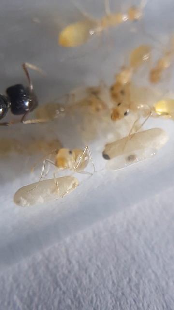 camponotus fedtschenkoi смотреть онлайн