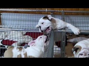 Бульдоги брадяги