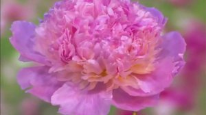 🙏🌷🌹🌻🌱Молитва "Пусть всегда на земле расцветают цветы" - Игорь Наджиев🌼🏵️🌸🌺💮