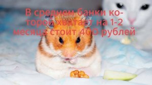 Сколько стоит содержать джунгарского хомяка?