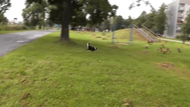 Damon the Border Collie - Invisible barrier (extreme dog training) смотреть онлайн