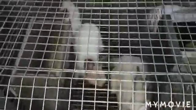 Кролчата калифорнийский евро смотреть онлайн