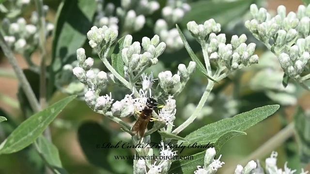 SAND WASP Ectemnius lepidus flying, visiting flowers
