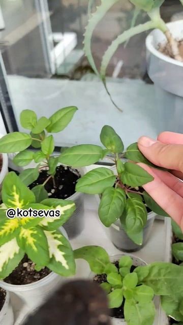 А как начинается ваше утро?) #фуксии #петунии #колеус