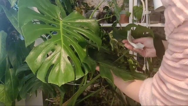 КАК СДЕЛАТЬ БЛЕСТЯЩИЕ/ГЛЯНЦЕВЫЕ ЛИСТЬЯ