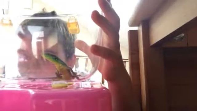 Прыткая ящерица