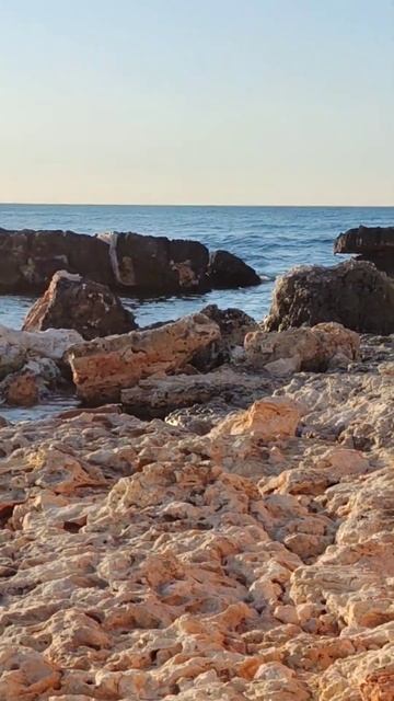 Собака пьет солёную воду #собакаиморе #собакен #собака